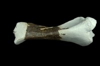 藏品(犀腿骨化石)的圖片